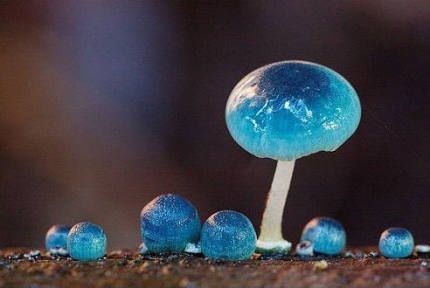 Mushroom