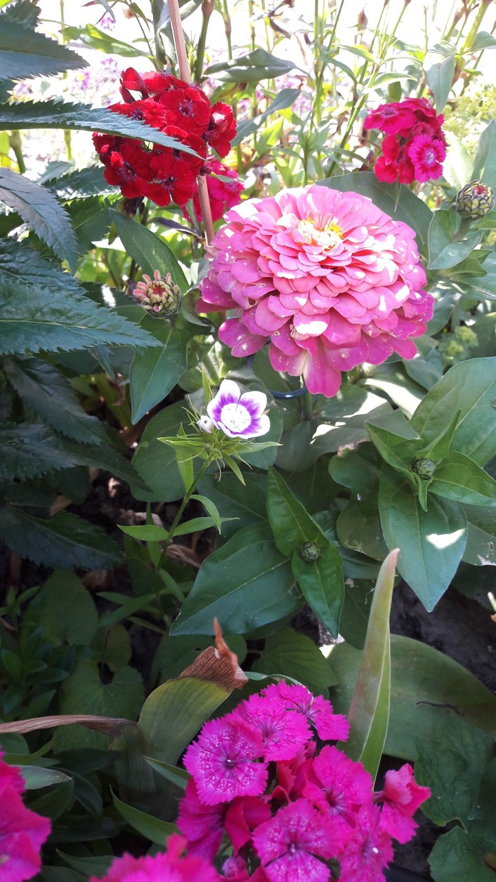 Love flower