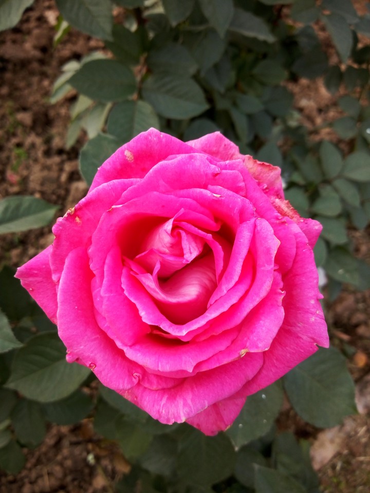 Pinki
