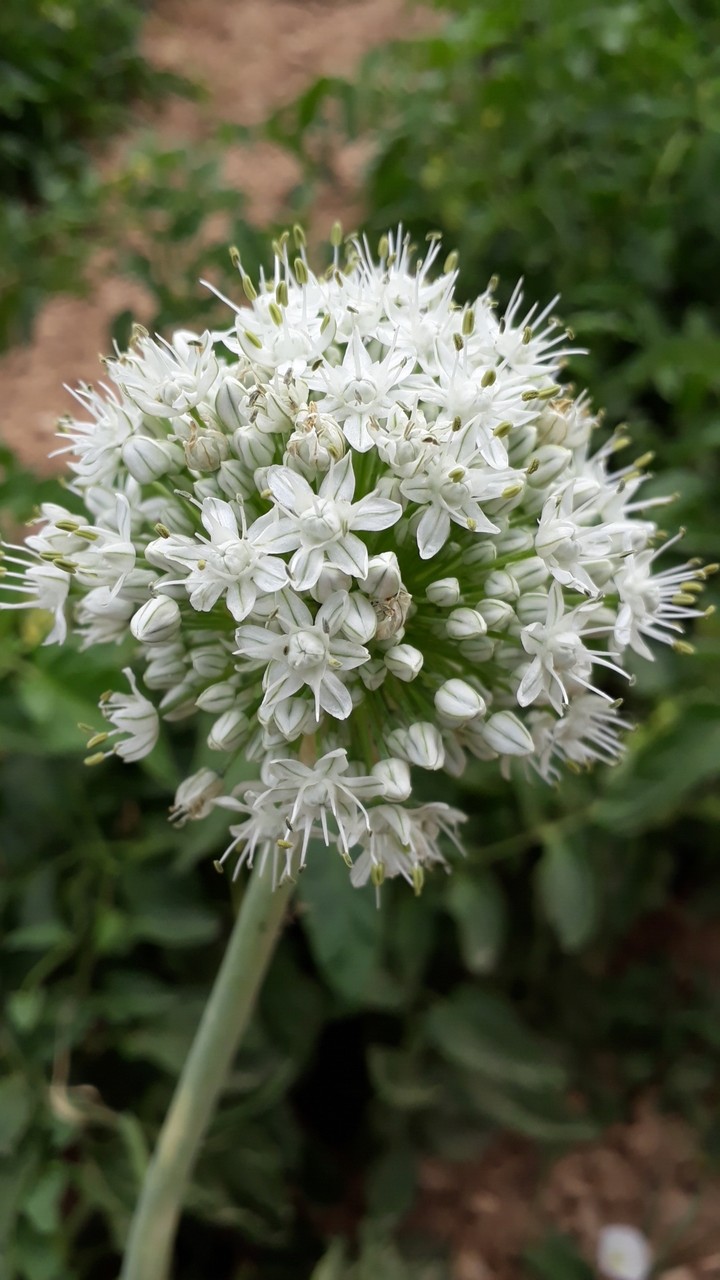 Onion