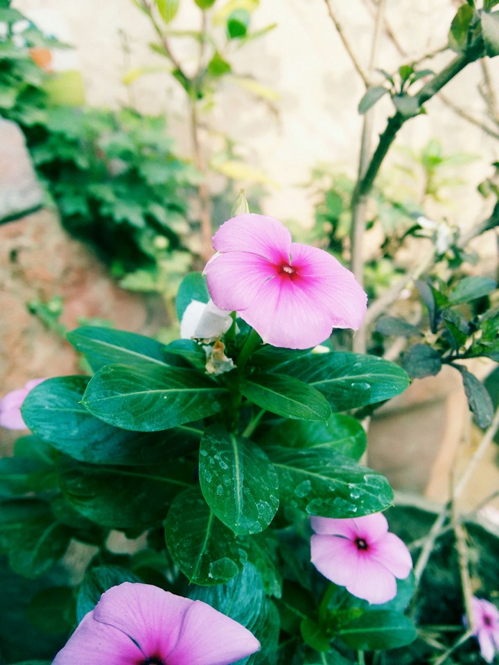 pink flower