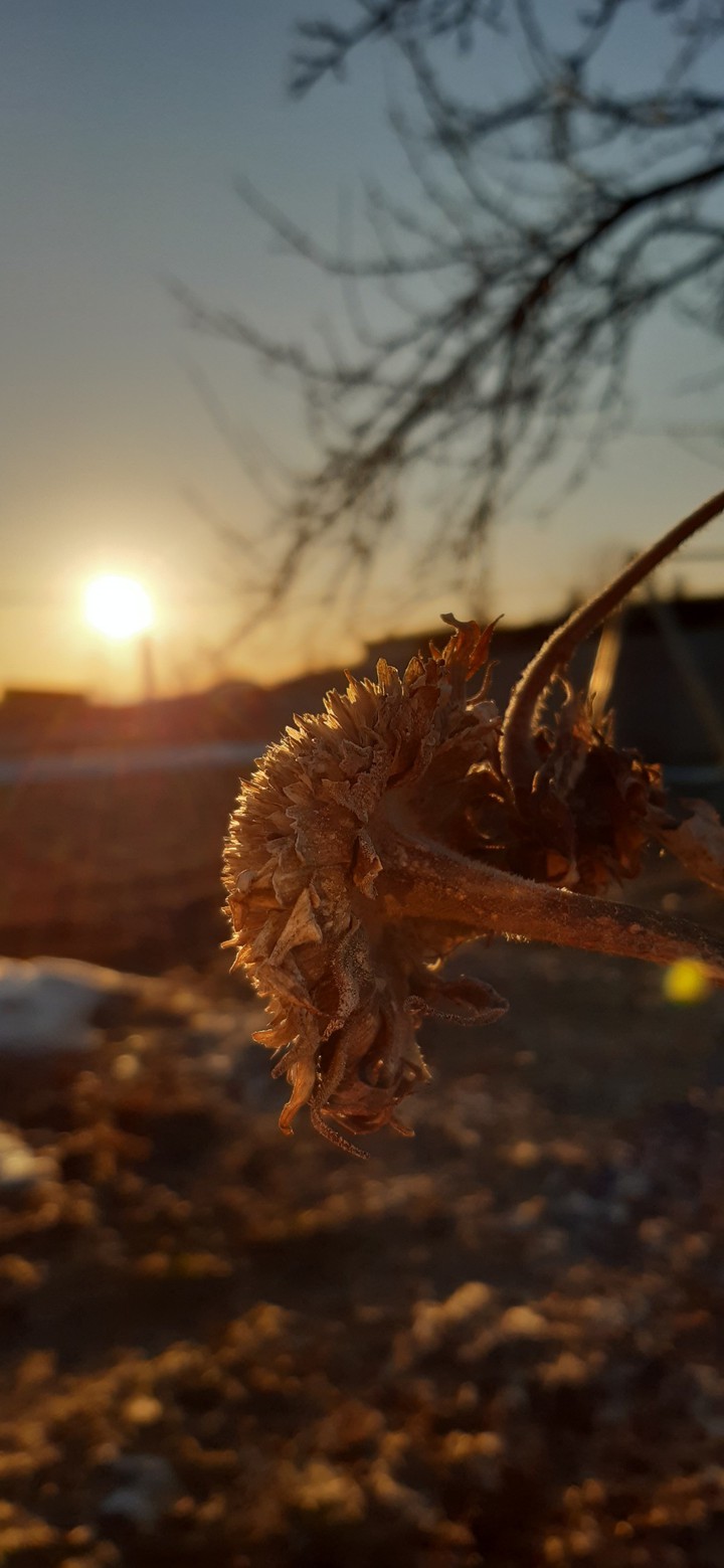 подсолнух