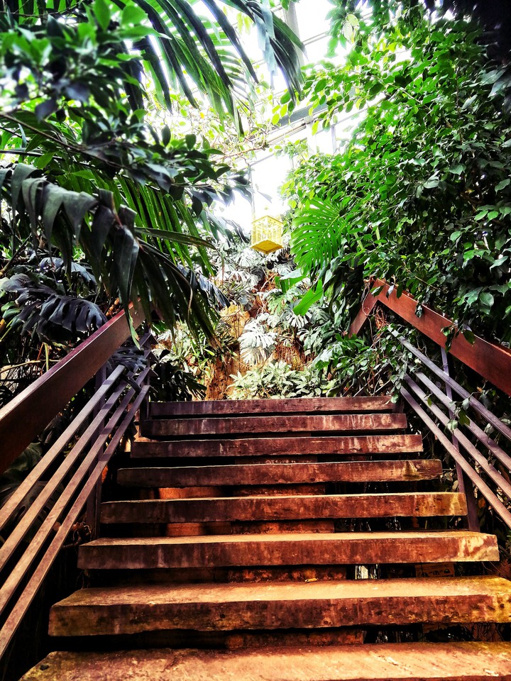 Stairs into the dungle