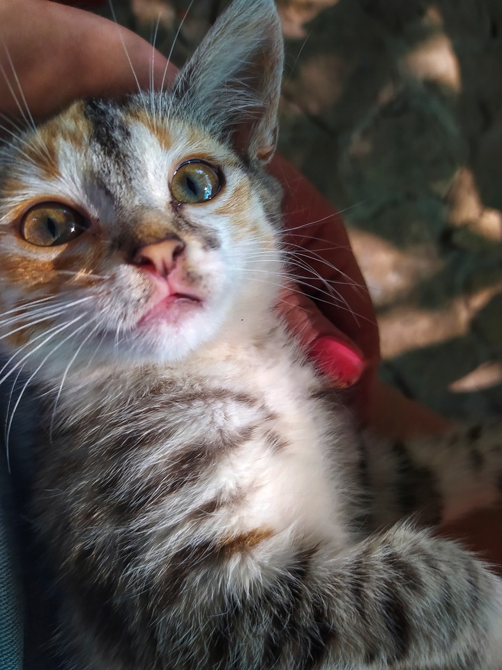 kitty