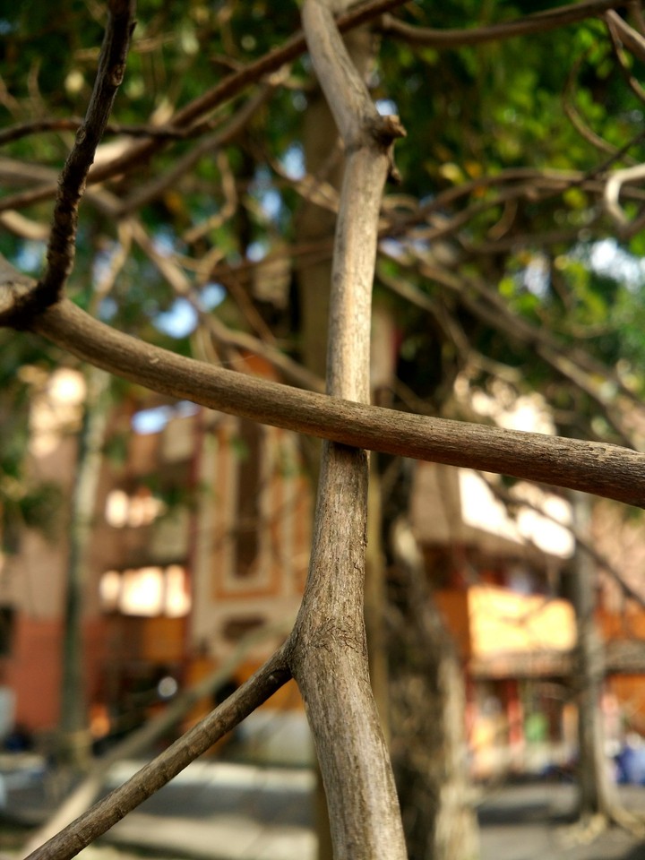Tree Branches.