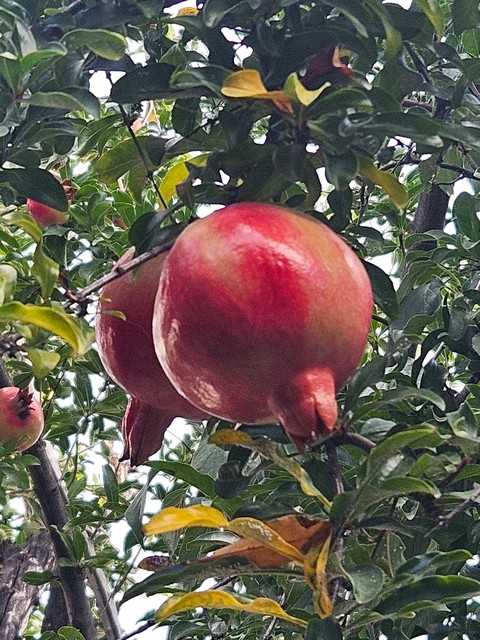 Fruit, Red, Fruit_tree