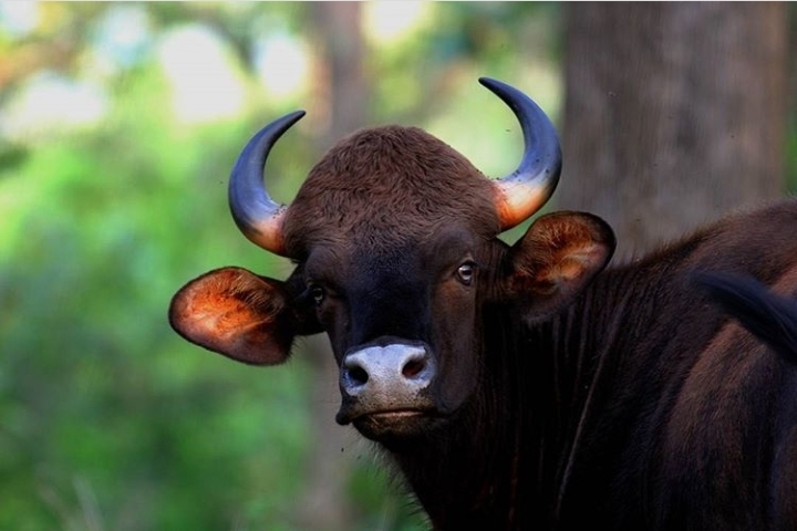 gaur