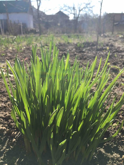 grass