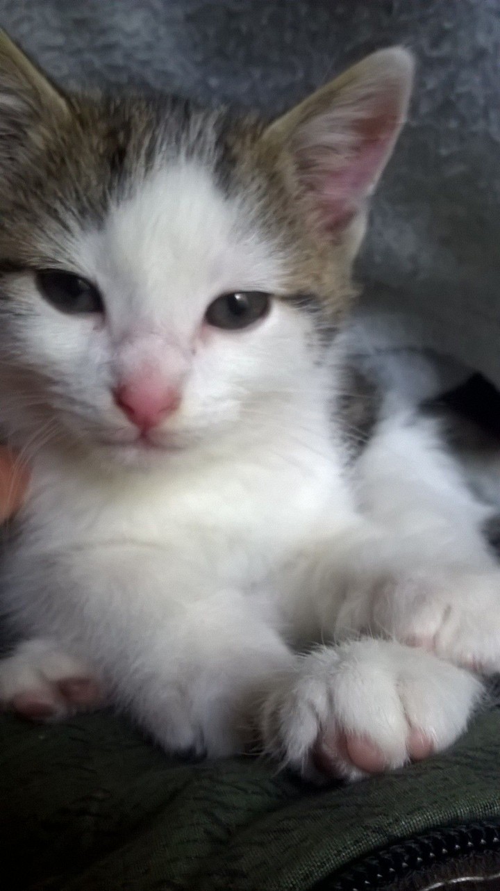 Chaton