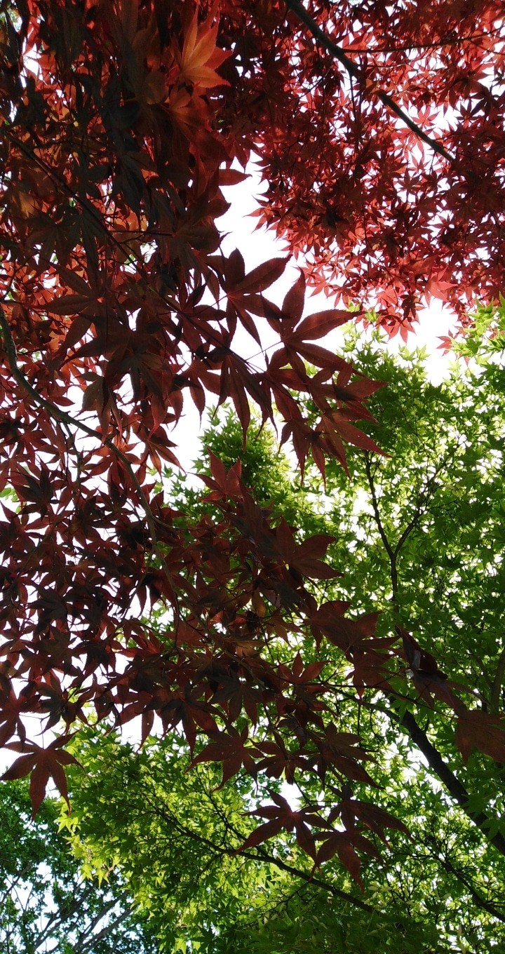 Maple Leaves