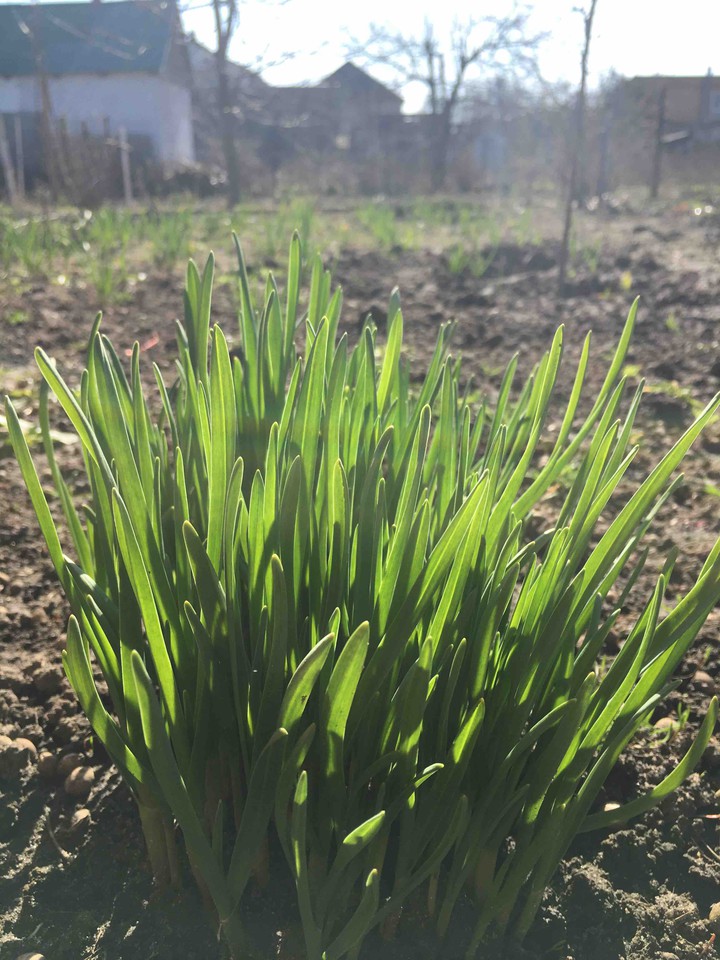 grass