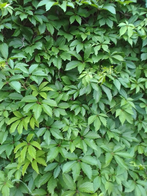 pattern, herb háttérképek