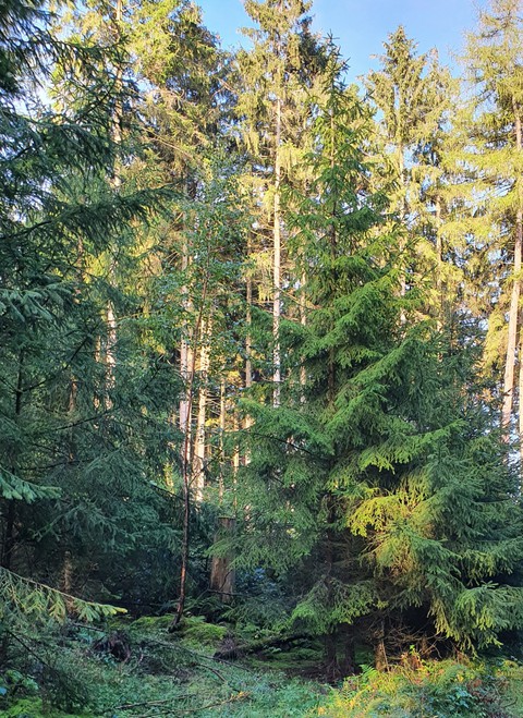 wald