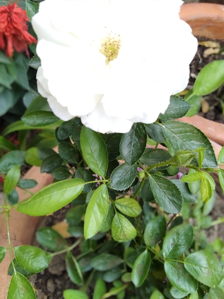 flowers