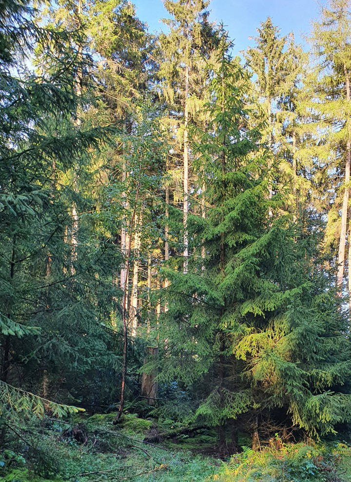 wald