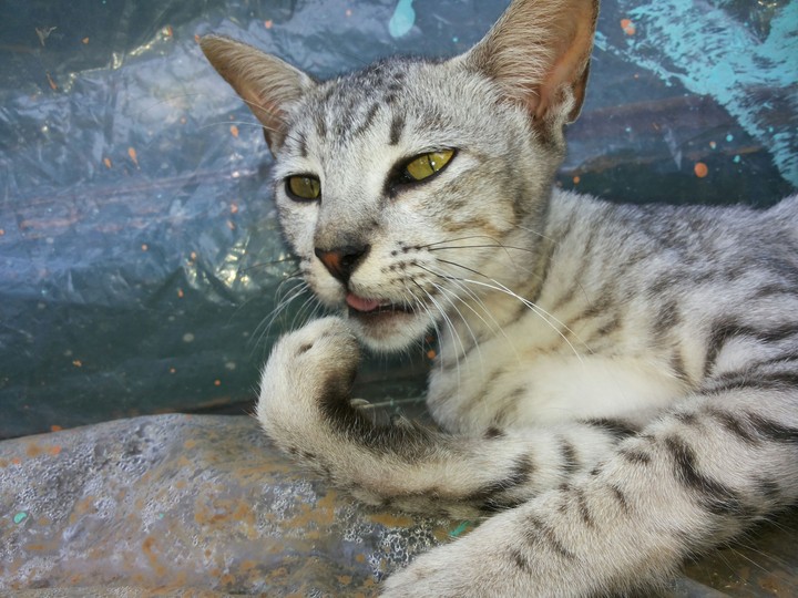 Cat
