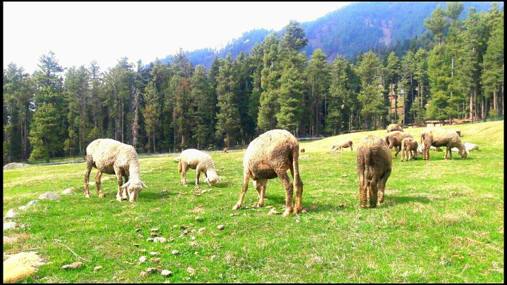 Grazing
