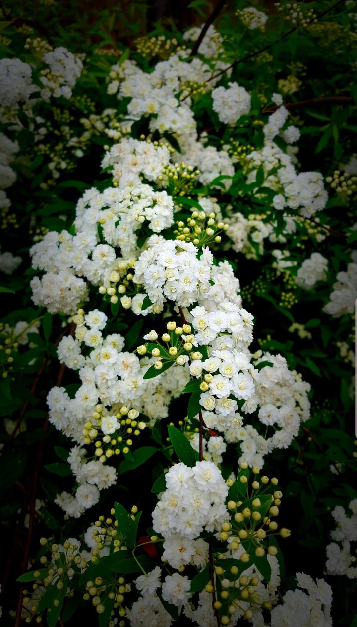 Flourishing Flowers