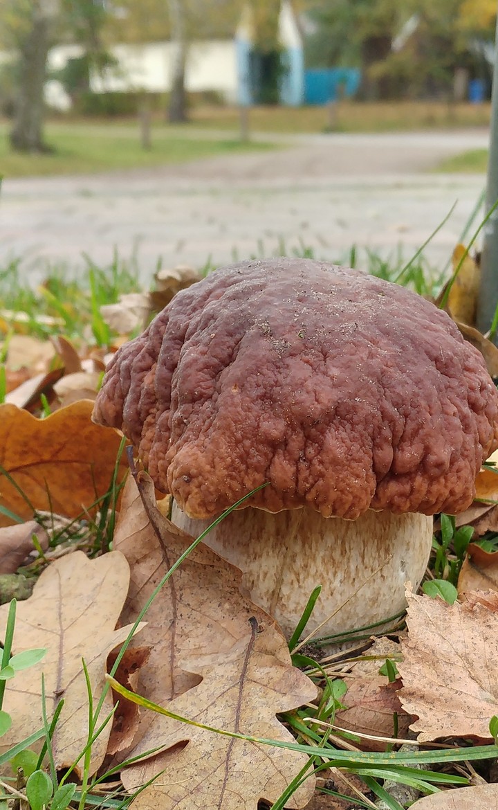 Steinpilz in Born