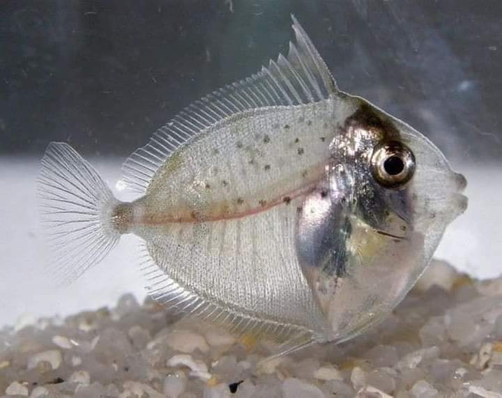 fish ?