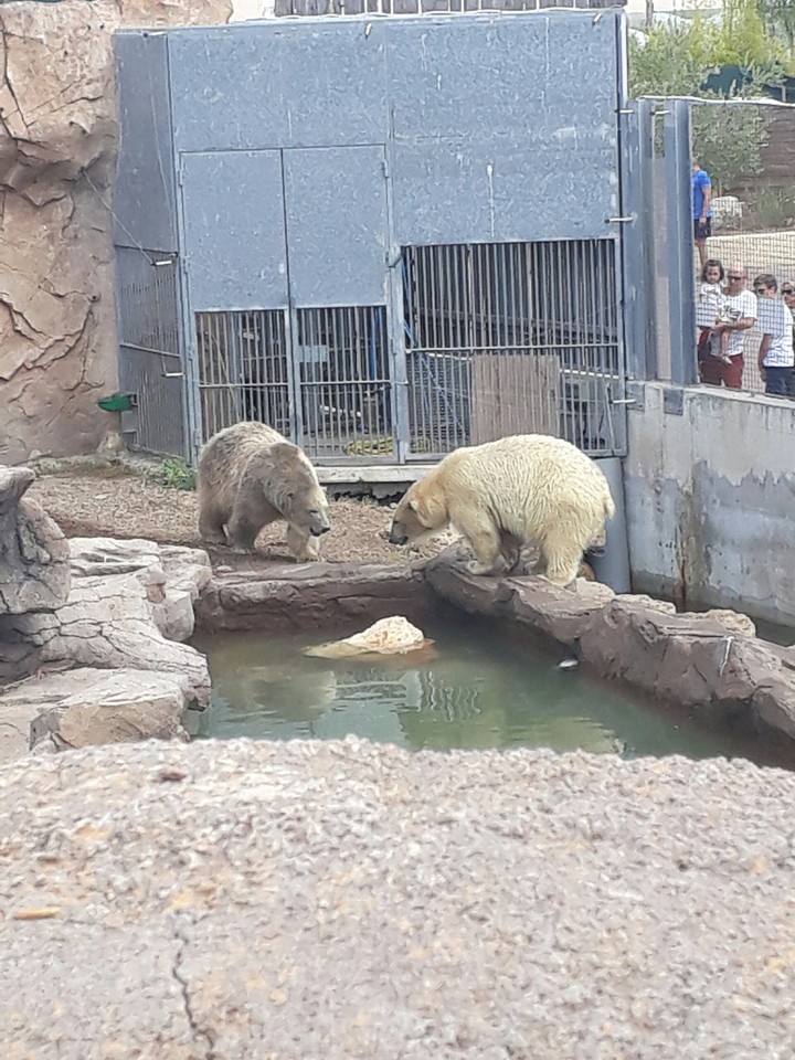 les ours polaires de marinland font leurs petite bêtises