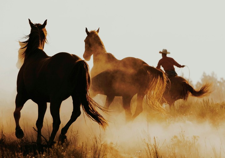 freedom of horses