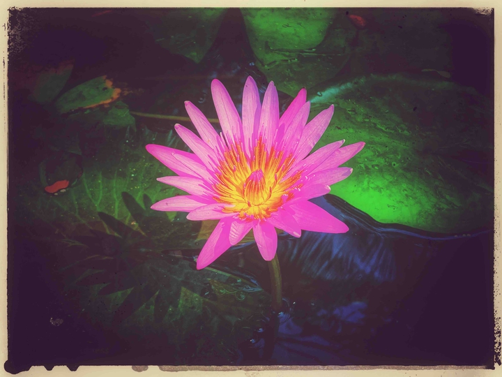 lotus