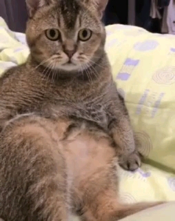 ⁦( ͡°ᴥ ͡° ʋ)⁩