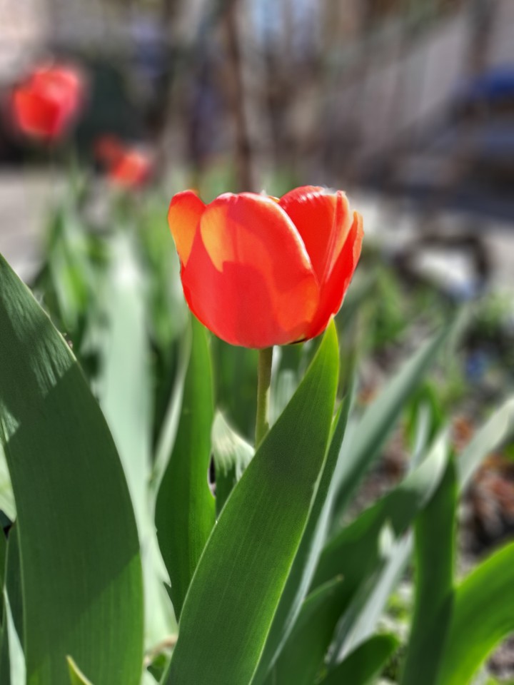 red tulip