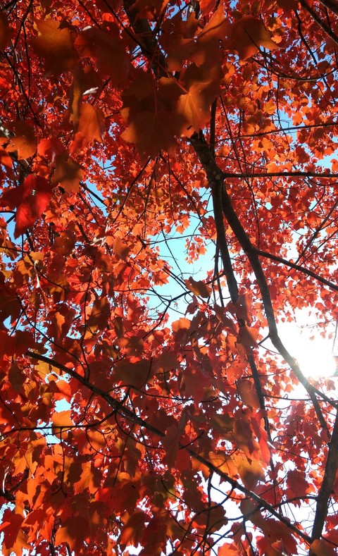 Ruby Red