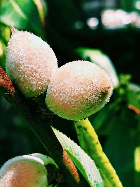 Newborn peaches close up