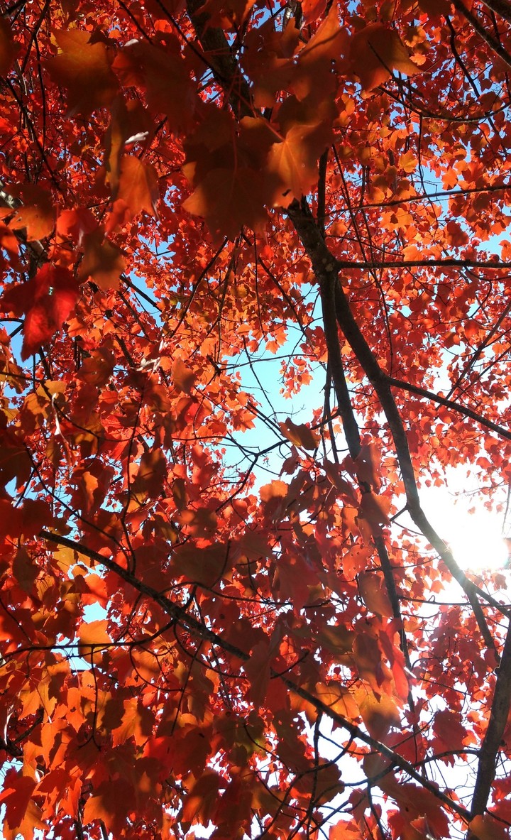 Ruby Red