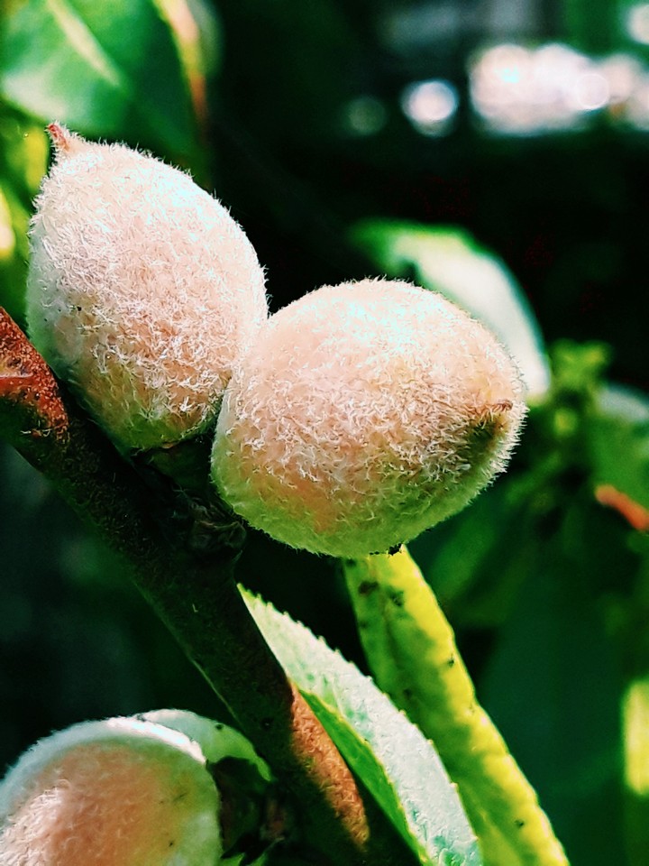 Newborn peaches close up