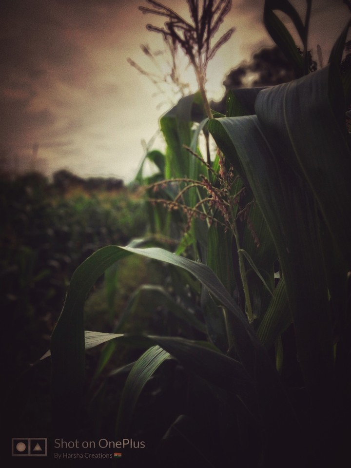 greeny