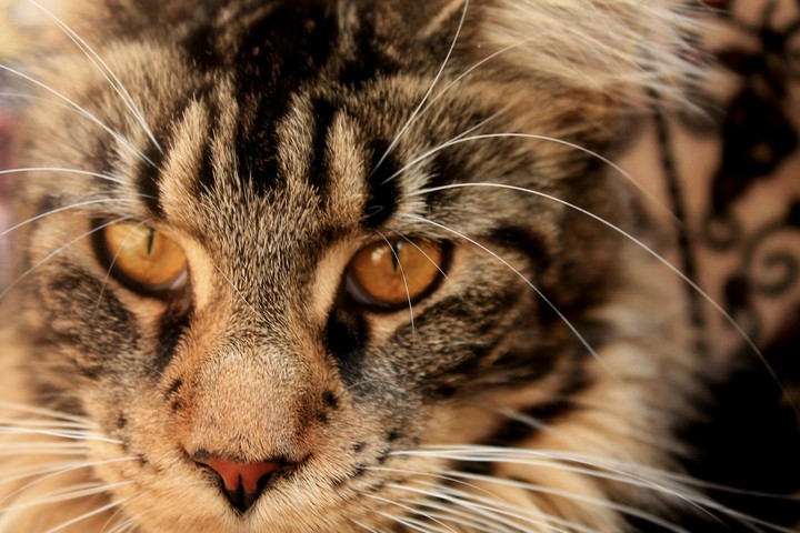maincoon