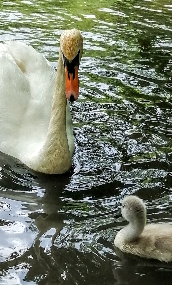 swan with cygnet