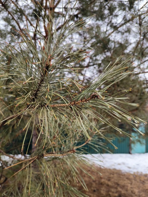 wood, plant háttérképek