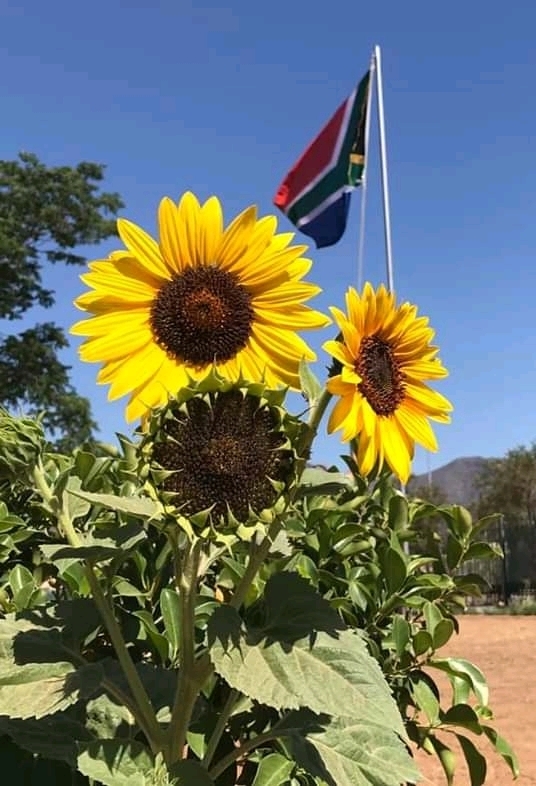 sunflower vlag