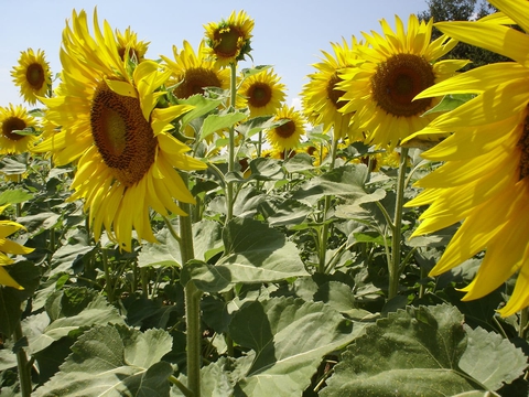 fonds d'écran plant, flower