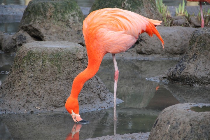 Flamingo
