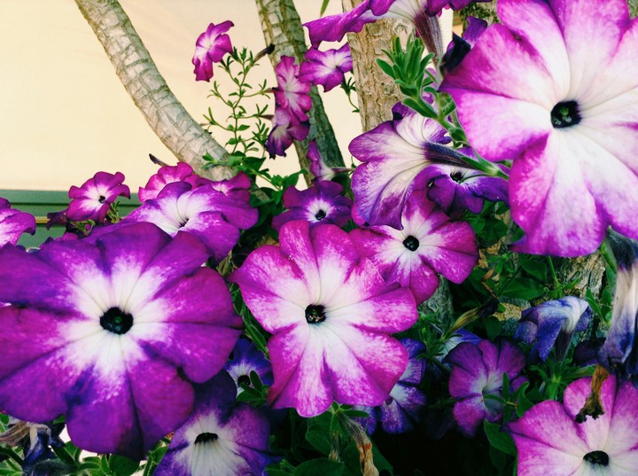 FLOWERS - forever beautiful