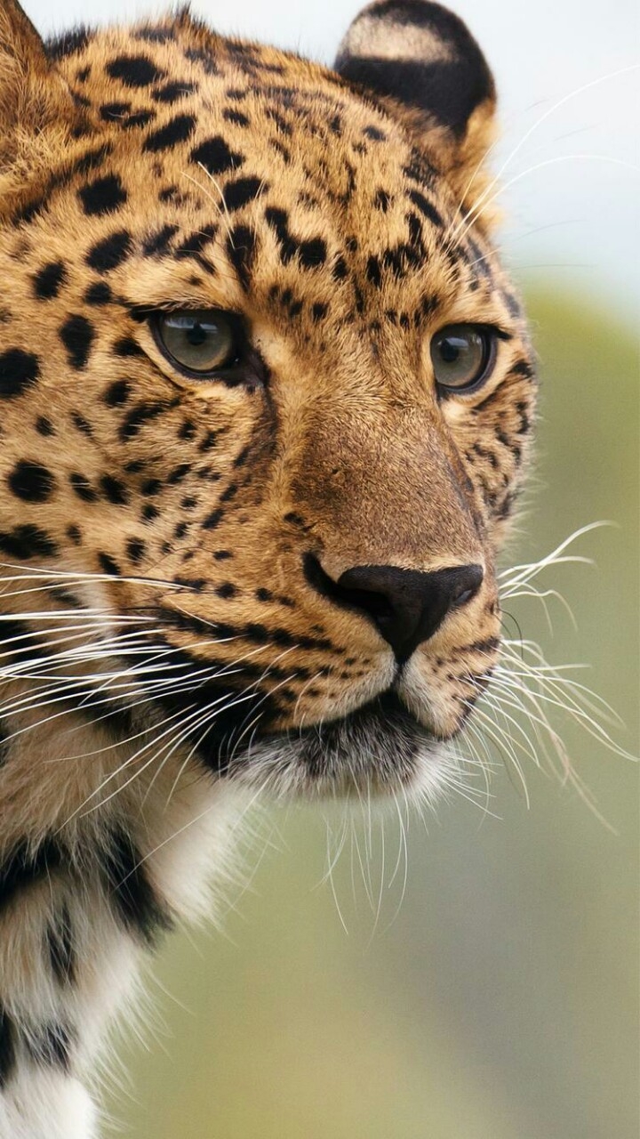 This is a wild leopard cat.