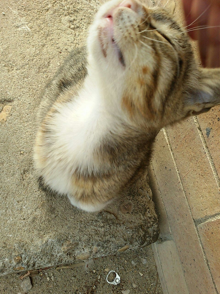 cat