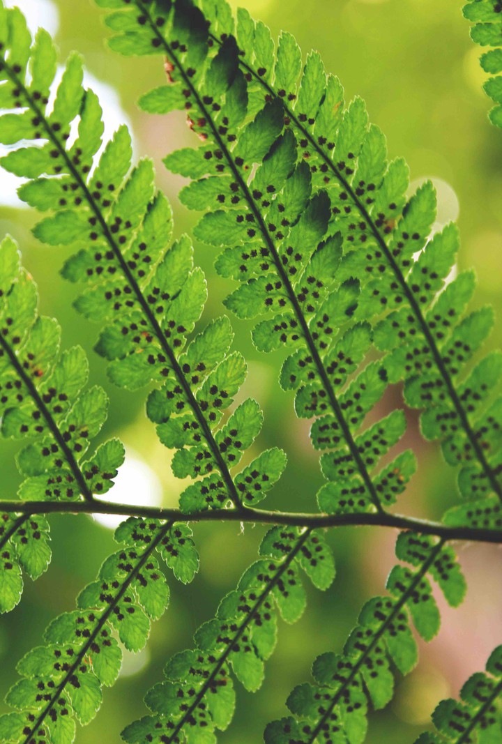 fern