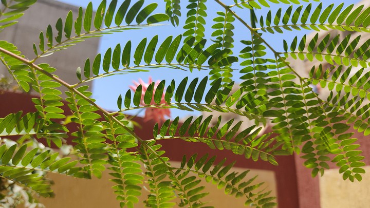 Leafy Scene
