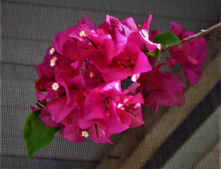 pink screen flowers