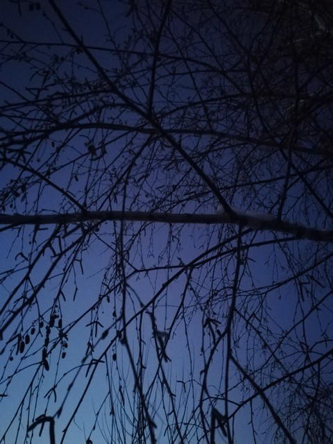 sky and tree