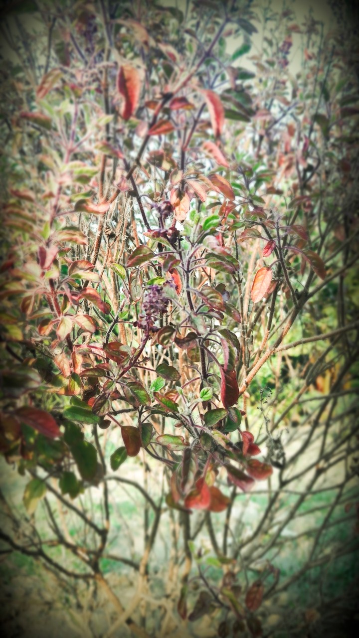 tree