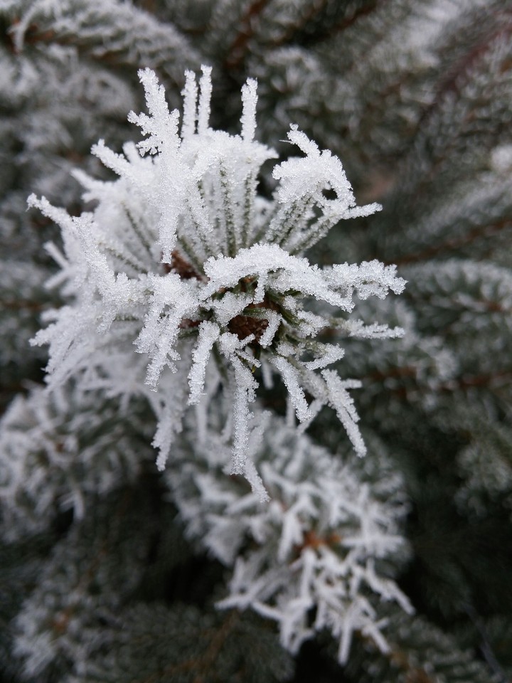 tree frost