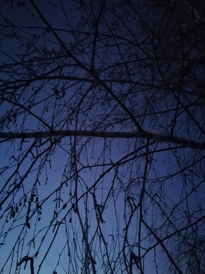 sky and tree